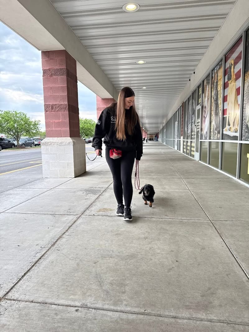 A handler walking a small black dog on lead along a long covered shopfront walkway
