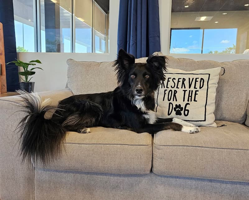 A long-coated black-and-white dog lying calmly on a beige sofa at home