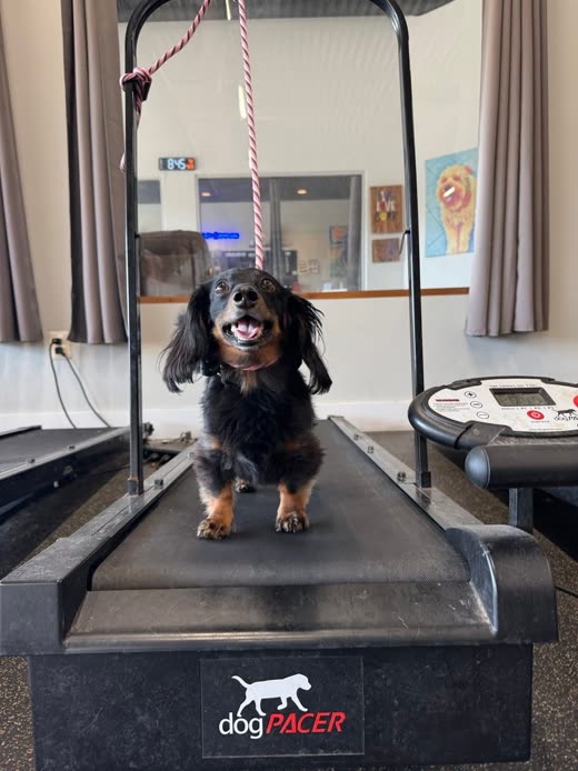 A small long-haired dog running happily on a treadmill in the training facility