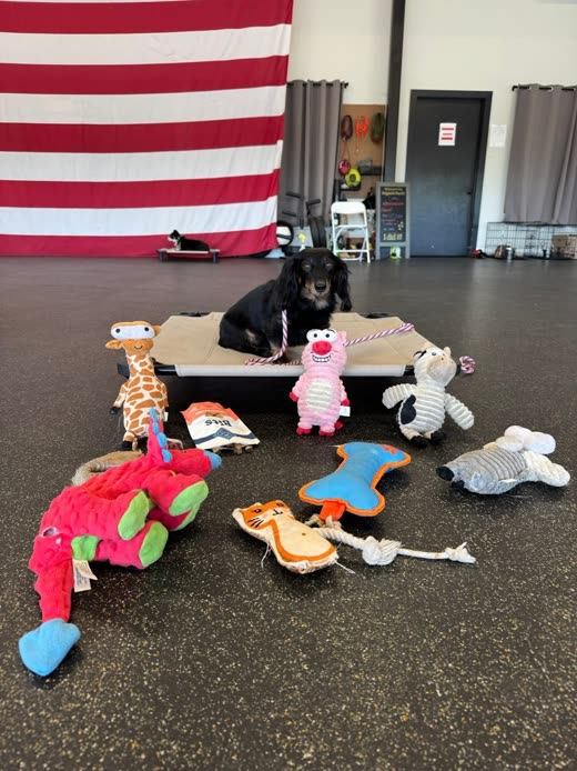 A black dog lying calmly on a mat behind a spread of plush dog toys