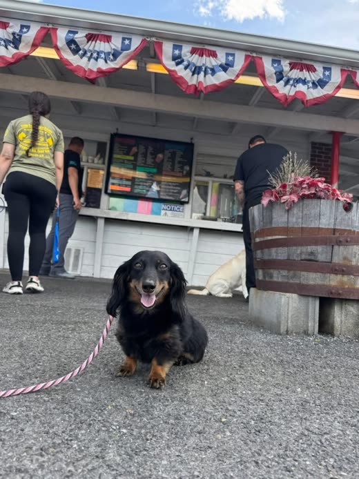 A long-haired dachshund sitting on lead outside a shopfront during public-place training